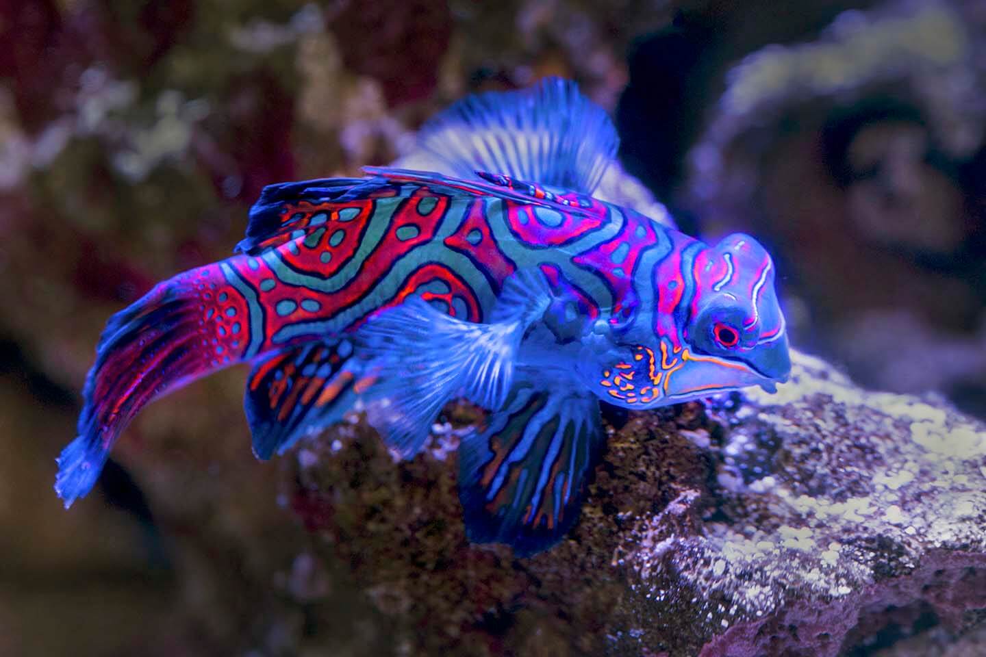 Mandarinfish in an aquarium