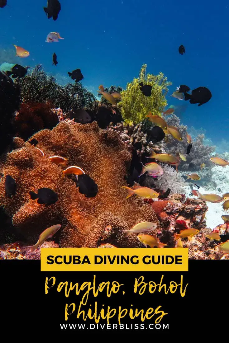 Scuba Diving Guide Panglao Bohol Philippines