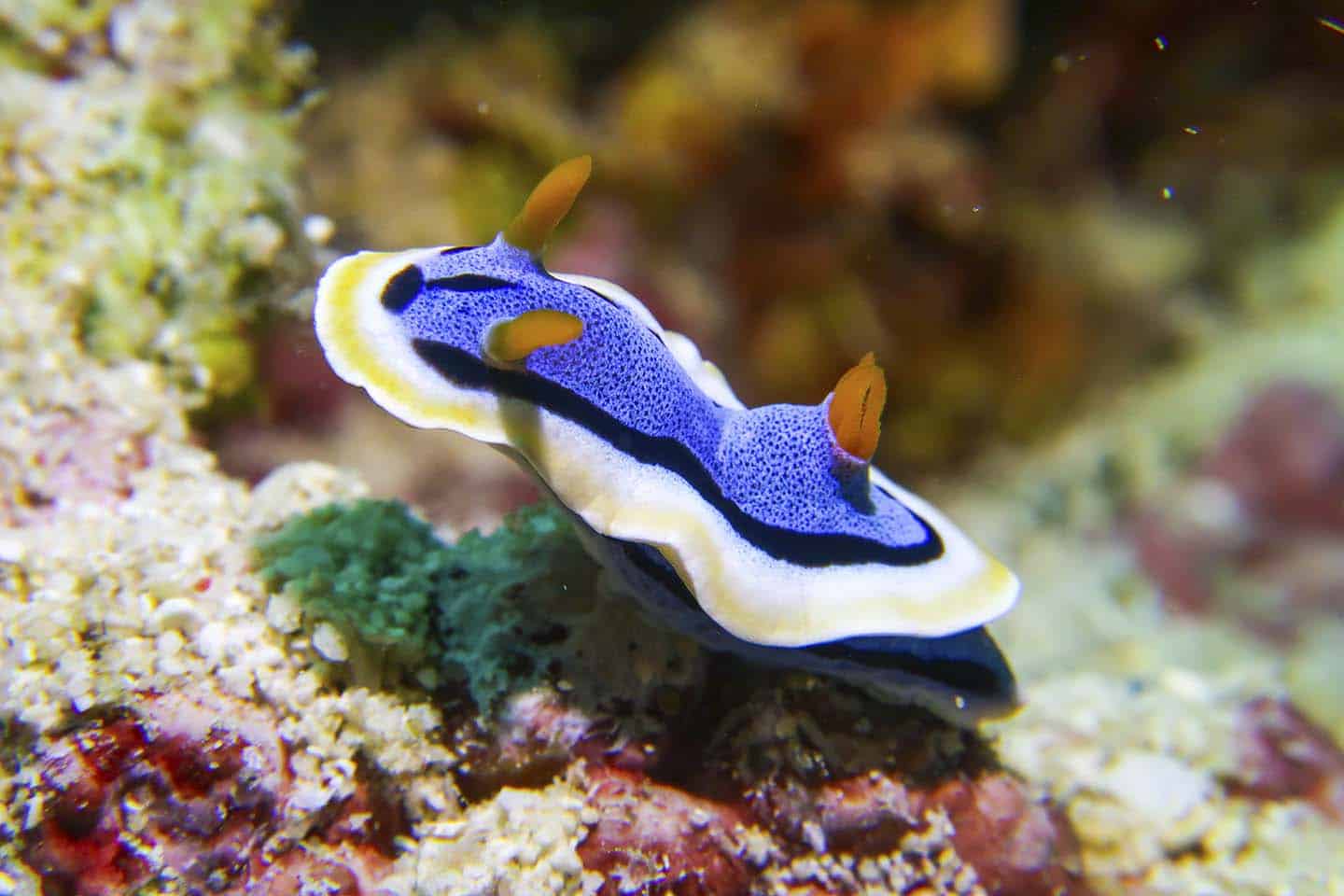 Chromodoris Nudibranch