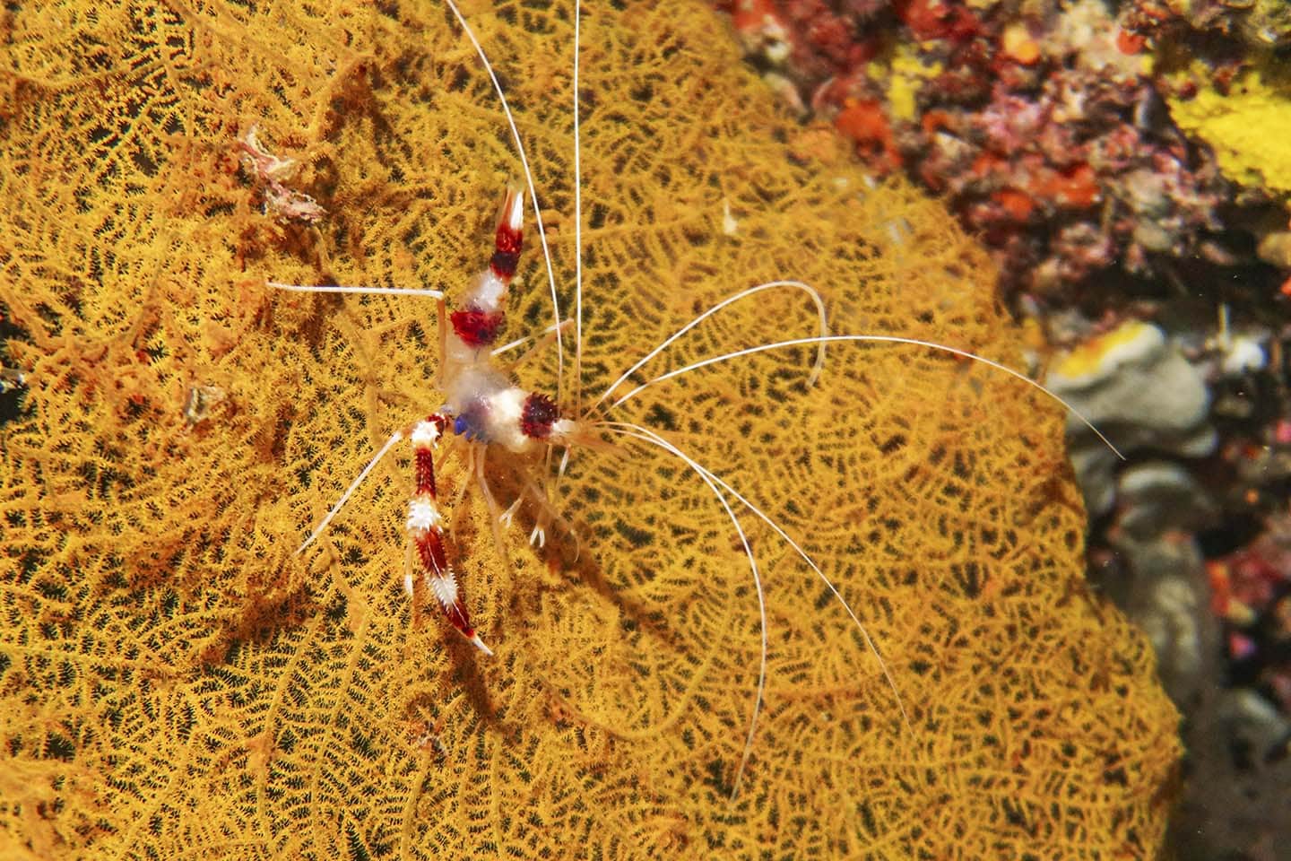 Panglao Night Diving Coral Banded Coral shrimp (Stenopus hispidus)