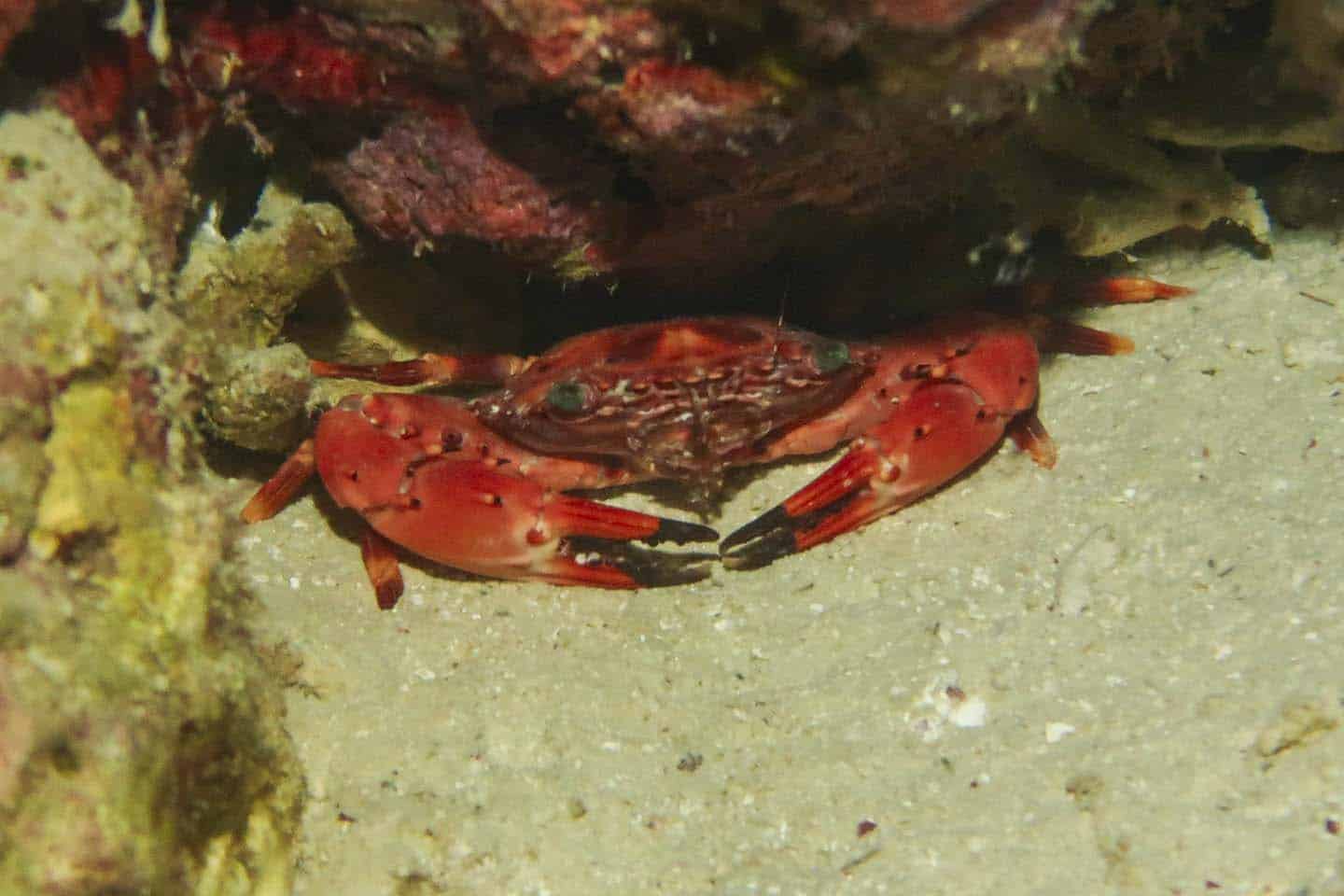 Panglao Night Diving Crab