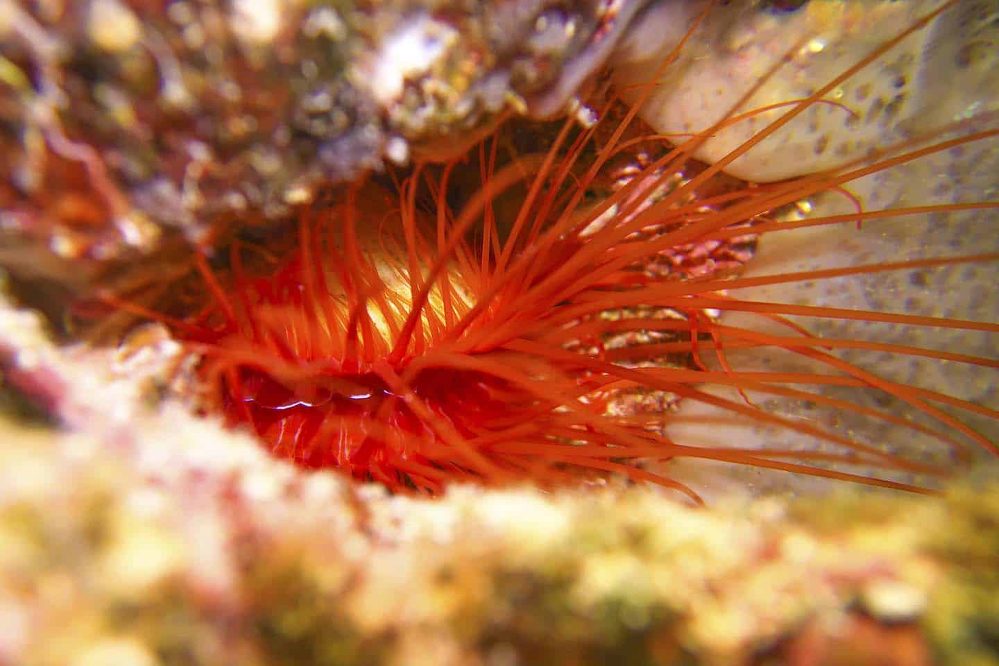 electric disco clams (Ctenoides ales) in Panglao, Bohol