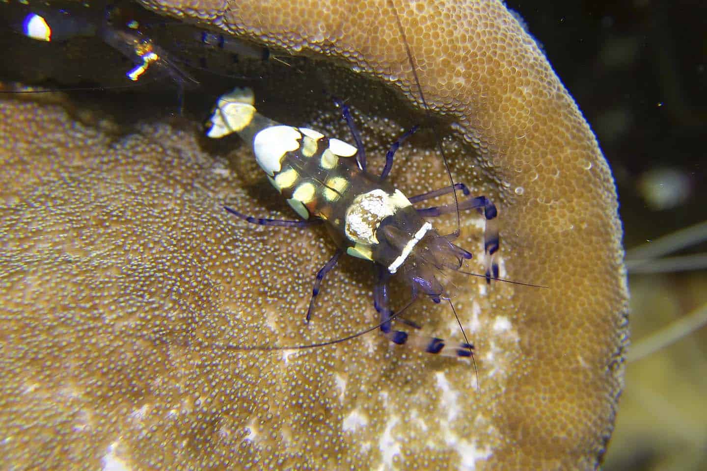 Peacock Tail Anemone Shrimp (Periclimenes brevicarpalis) in Panglao, Bohol