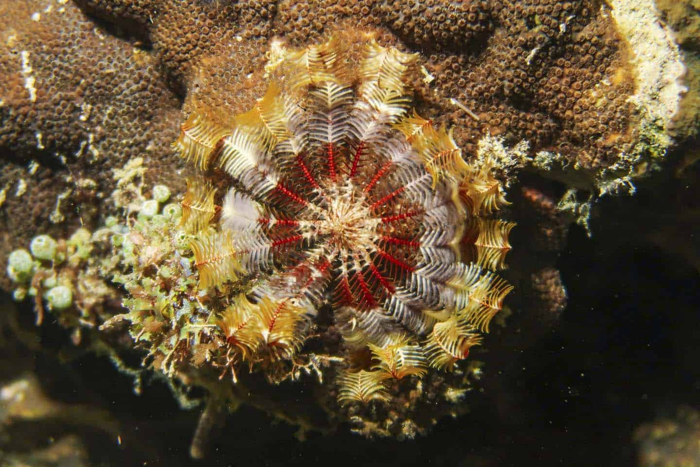 Crinoids also known as Feather Star