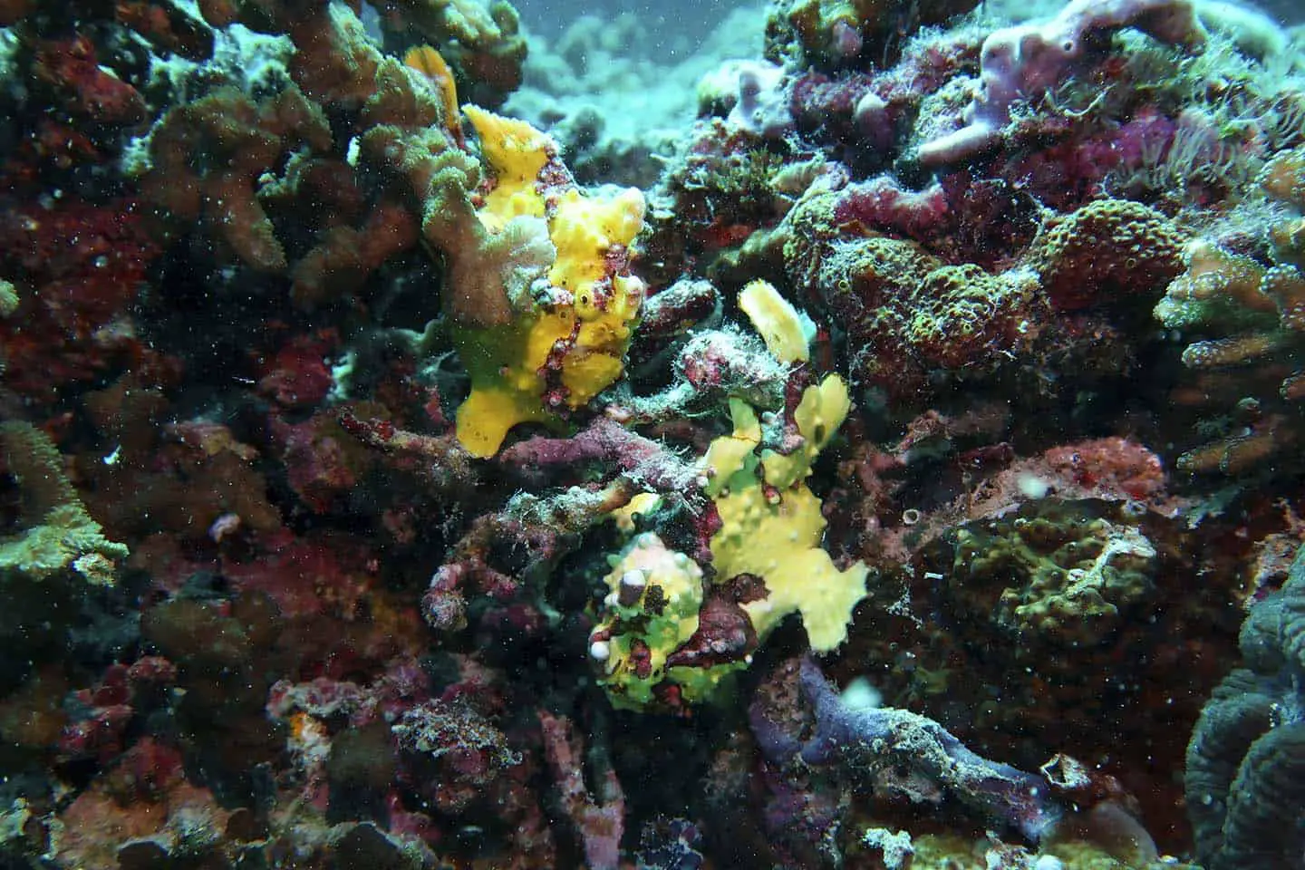 Yellow Painted frogfish (Antennarius pictus) in Panglao, Bohol