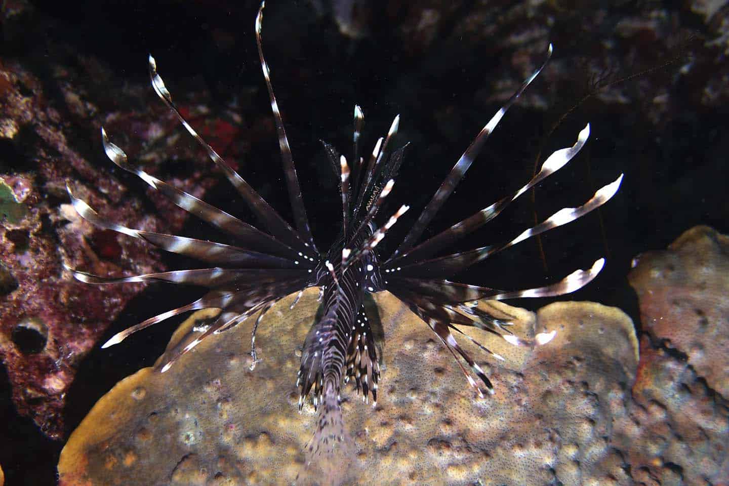 Panglao Night Diving Lionfish