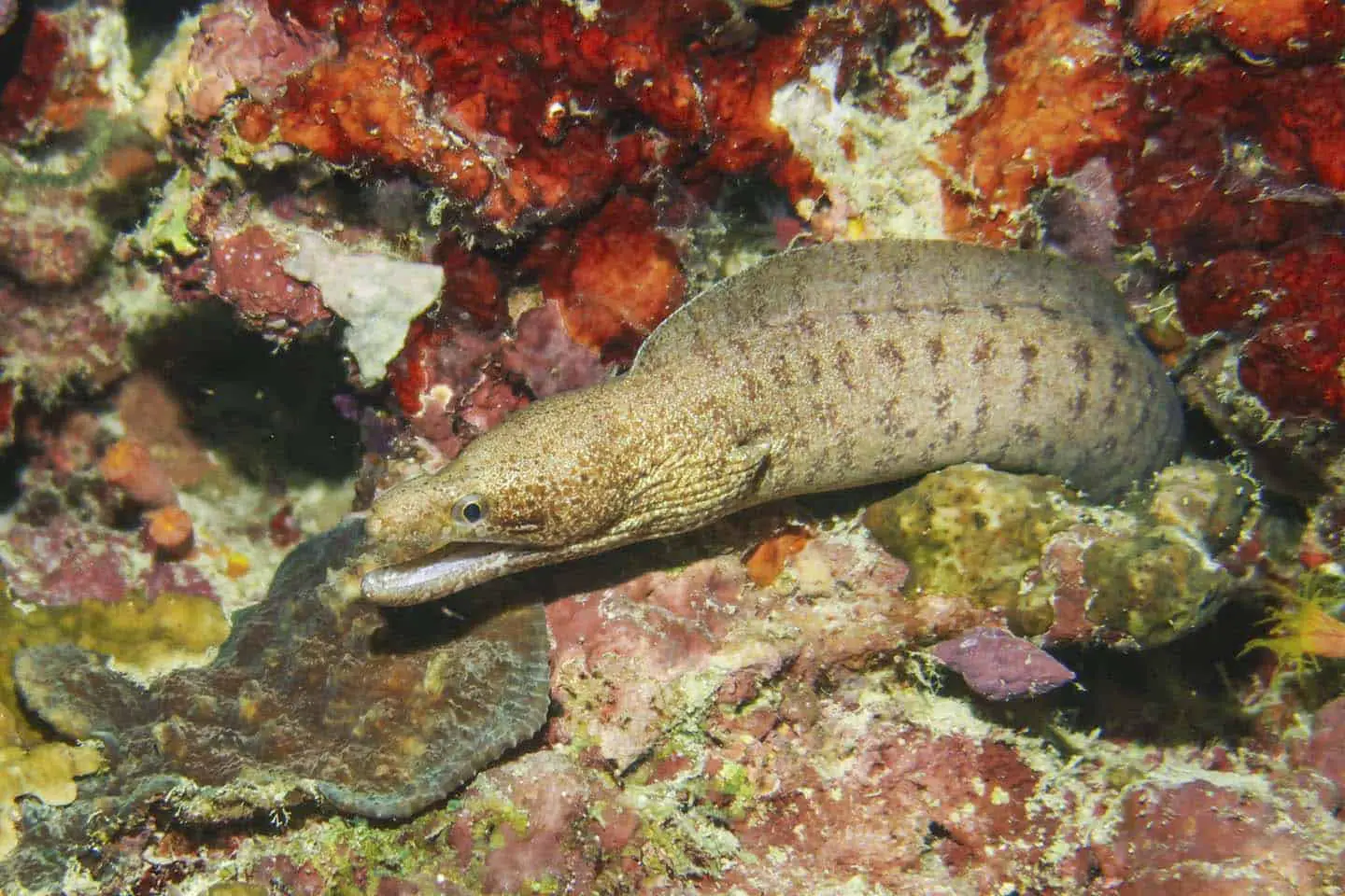 Panglao Night Diving Moray Eel