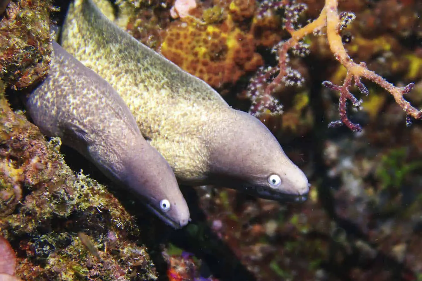 A pair of white eyed moray eels (Gymnothorax thyrsoideus) in Panglao, Bohol