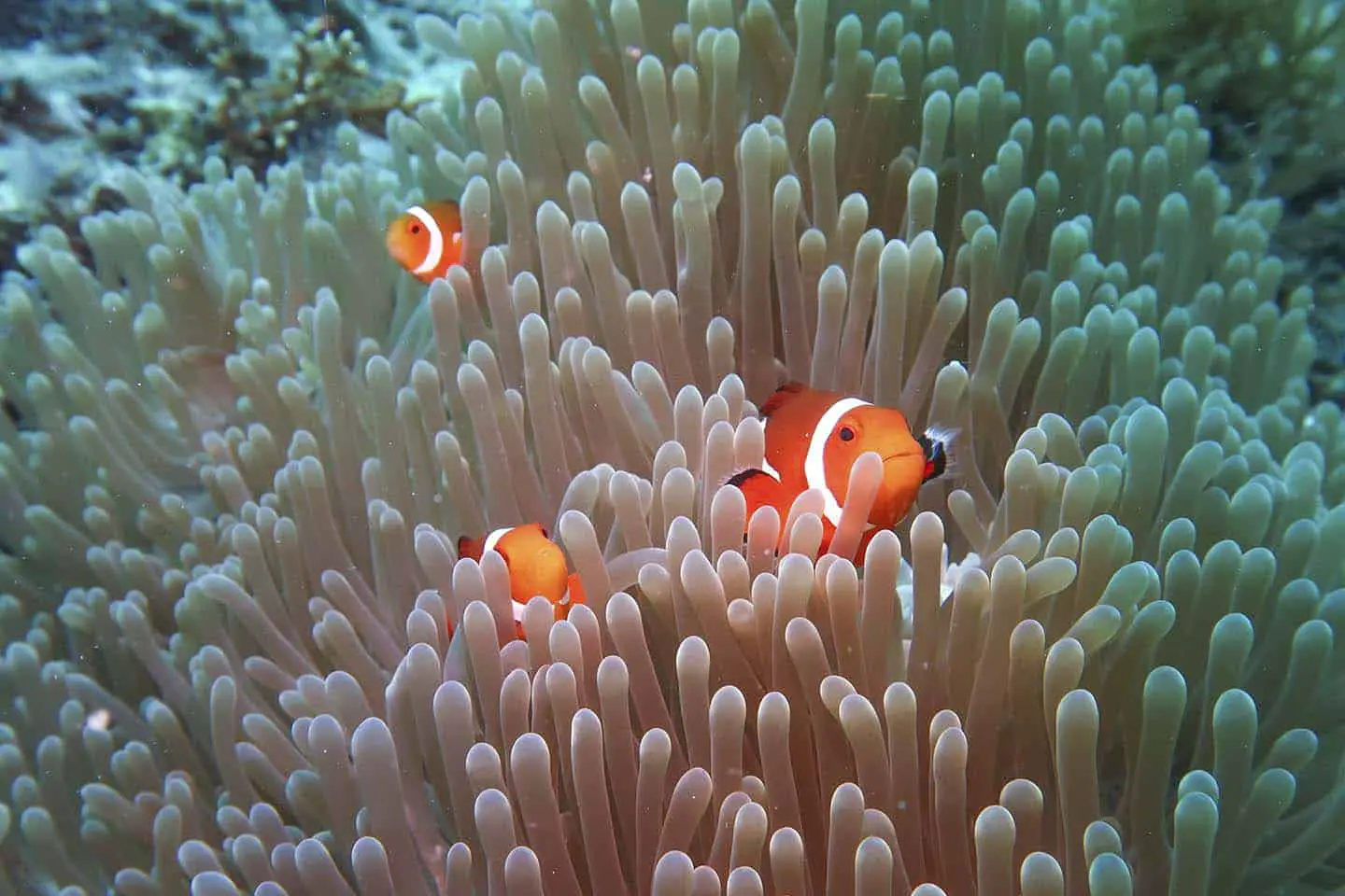 Panglao Diving Nemo