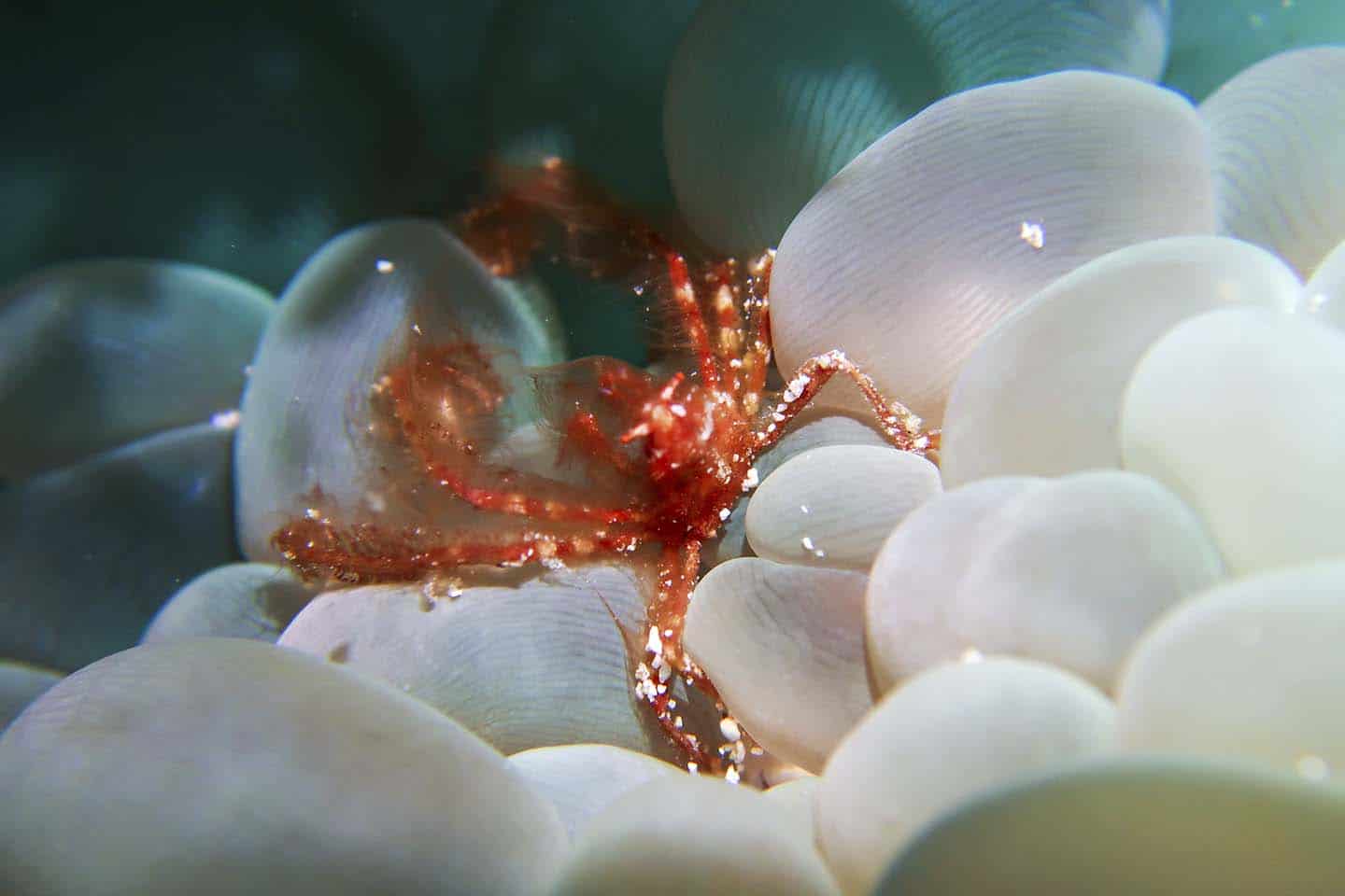 An oragutan crab (Achaeus japonicus) hiding in a bubble coral (Plerogyra sinuosa) in Panglao, Bohol