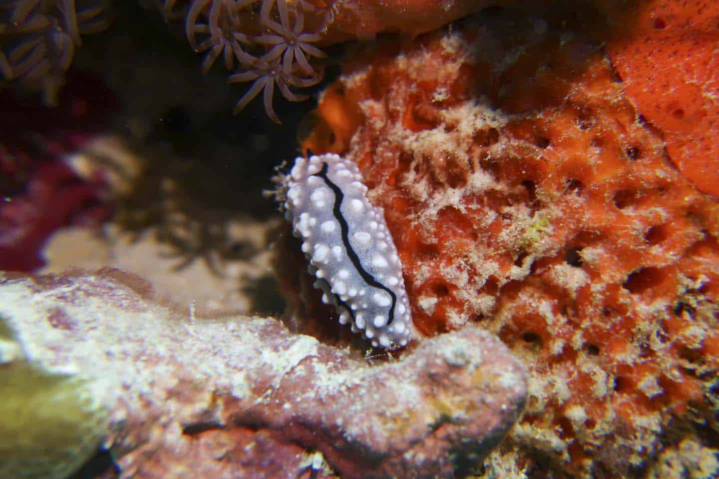 More Sea Slugs in Panglao Island, Bohol