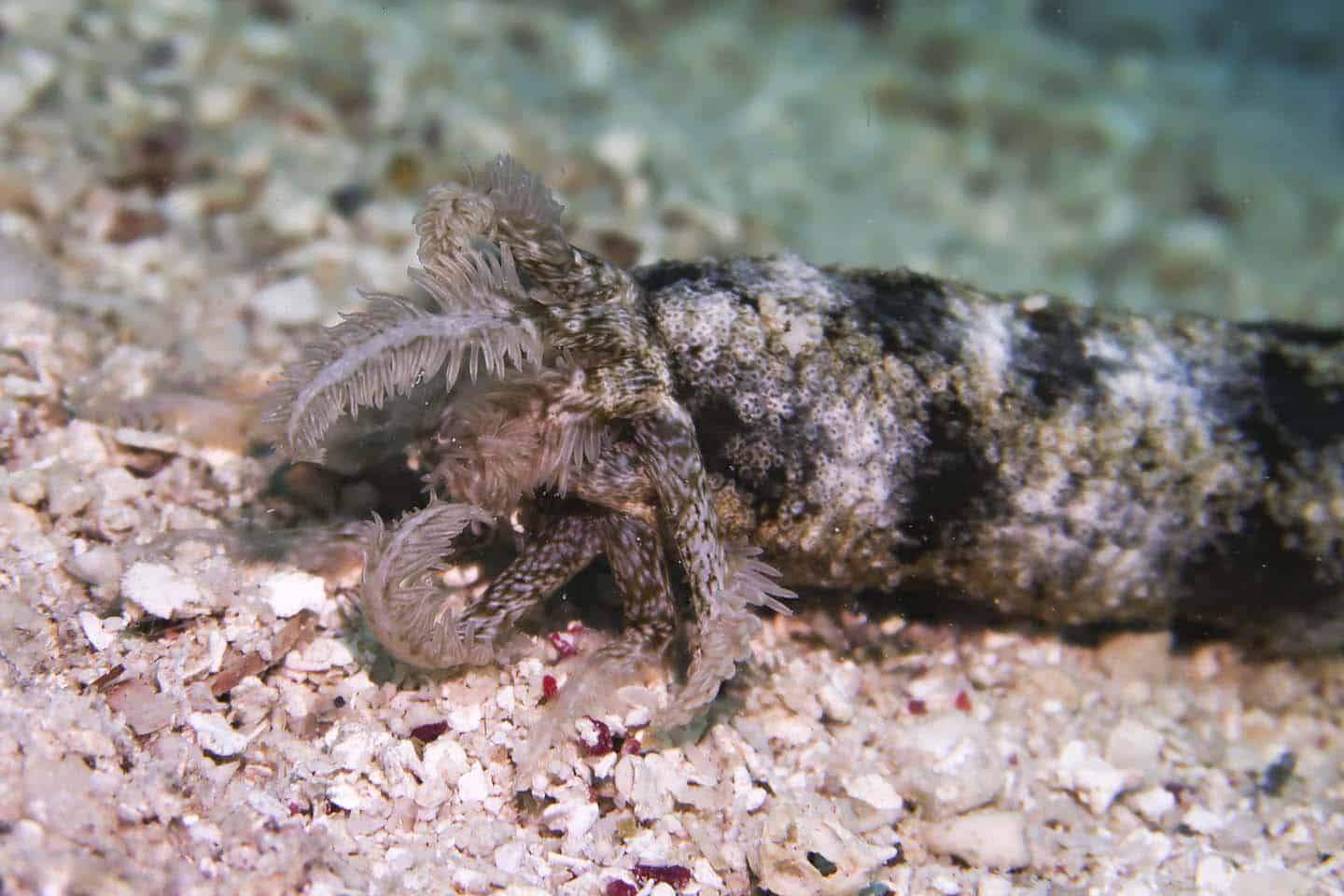 Snake Sea cucumber (Synapta maculata) in Panglao, Bohol