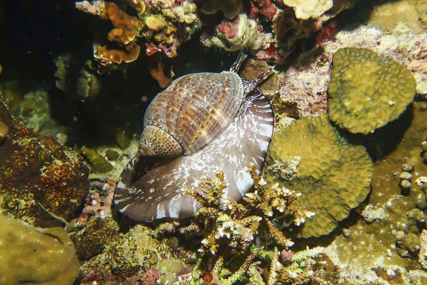 Panglao Night Diving Sea snail (Tonna perdix)