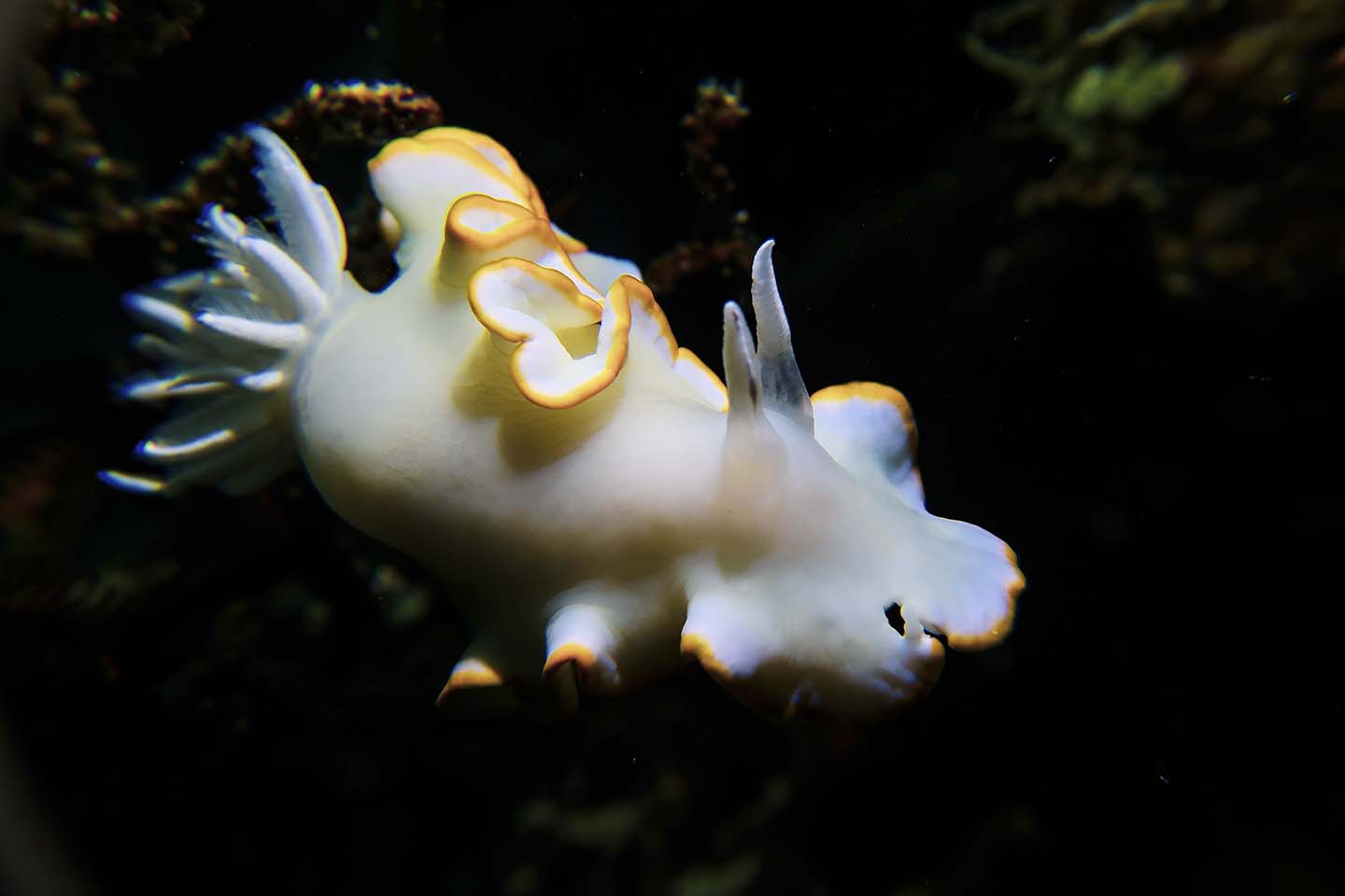 White and Yellow Nudibranch: Ardeadoris egretta in Panglao, Bohol