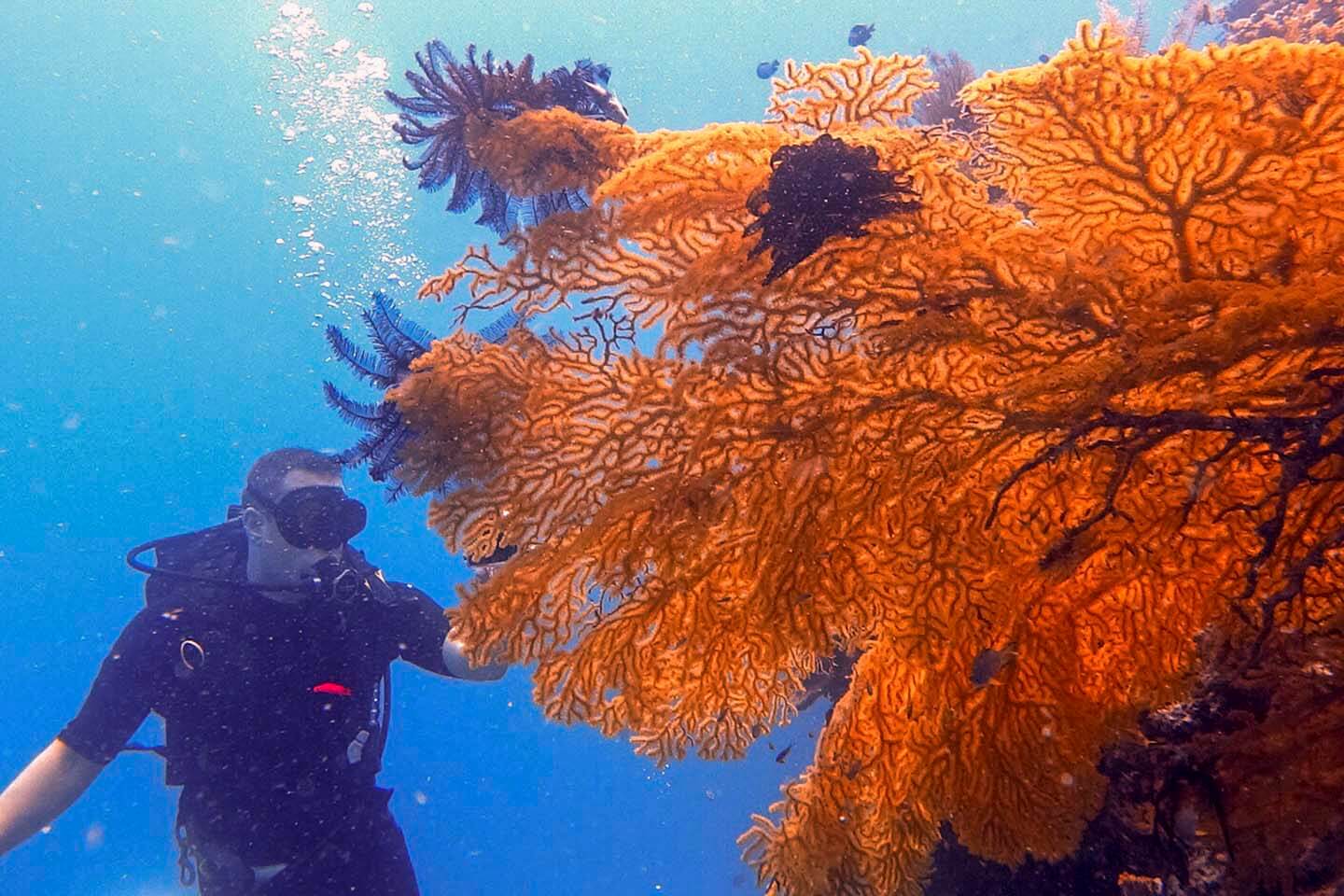 Large sea fans spotted during wall dives in Panglao