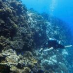 Scuba Diving in Panglao Island Bohol