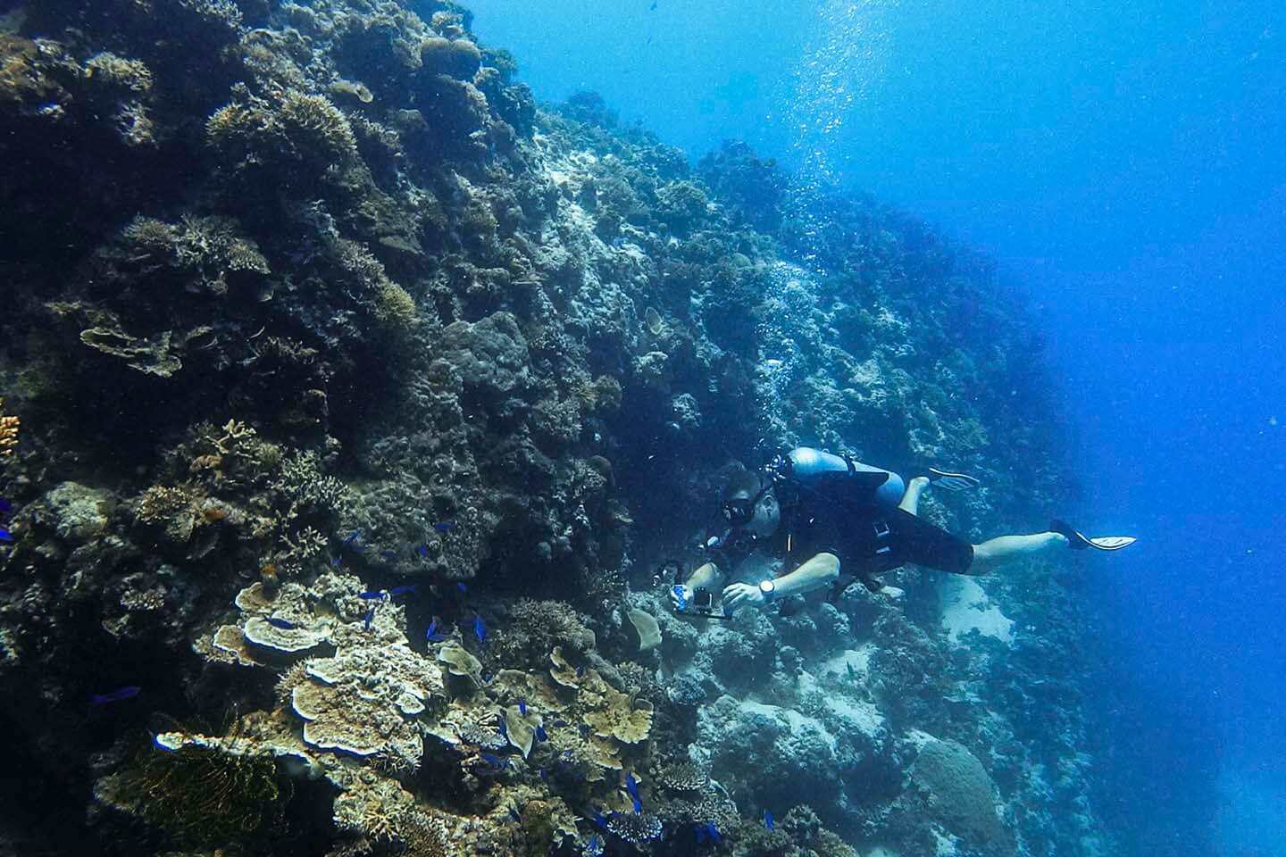 Scuba Diving in Panglao Island Bohol