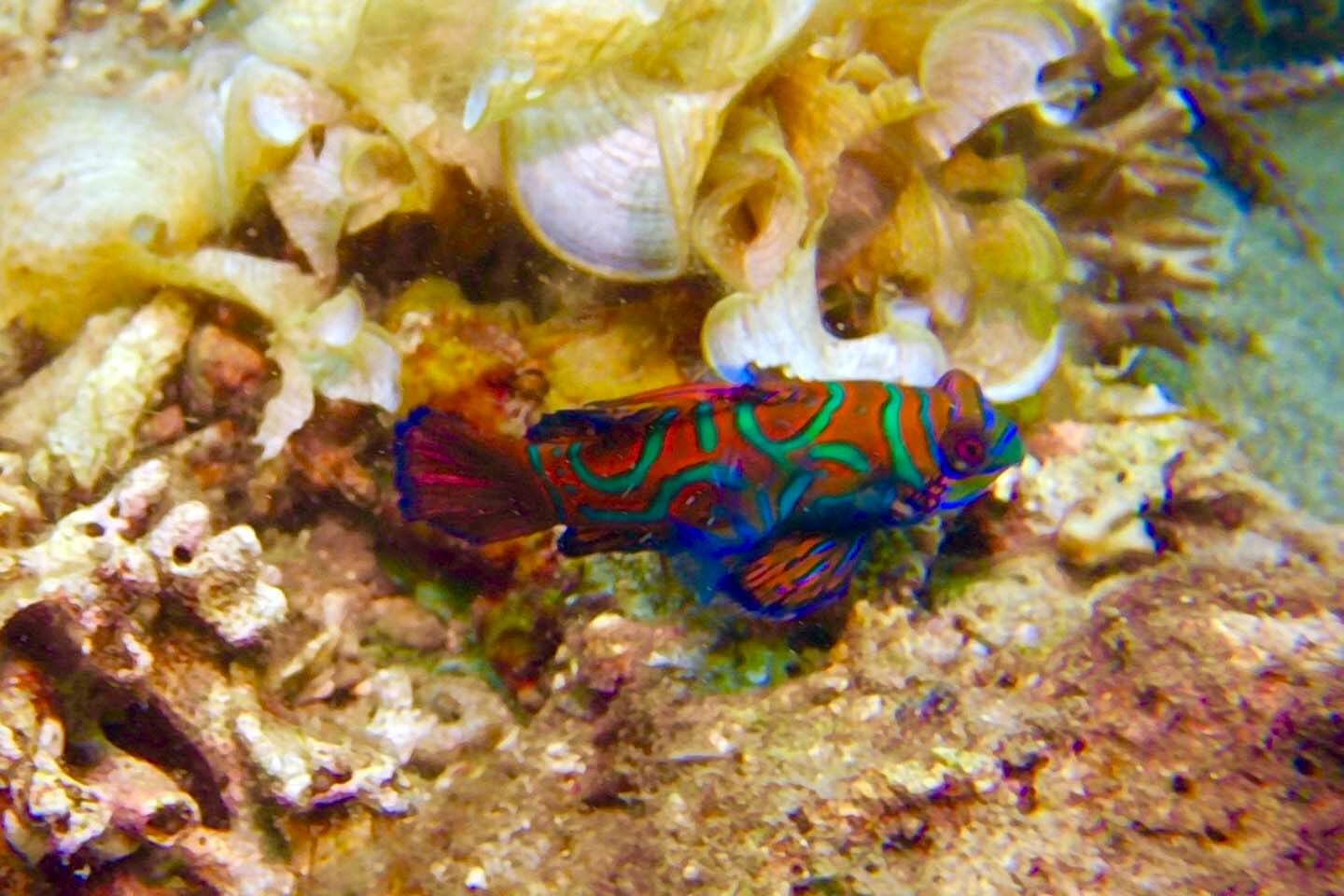 Red Mandarinfish spotted in Lembeh, Indonesia. Photo by Shawna Lietzke