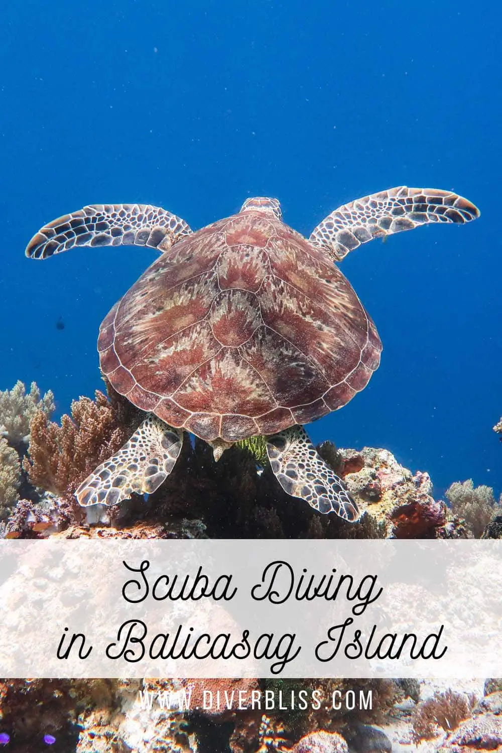 Scuba Diving in Balicasag Island