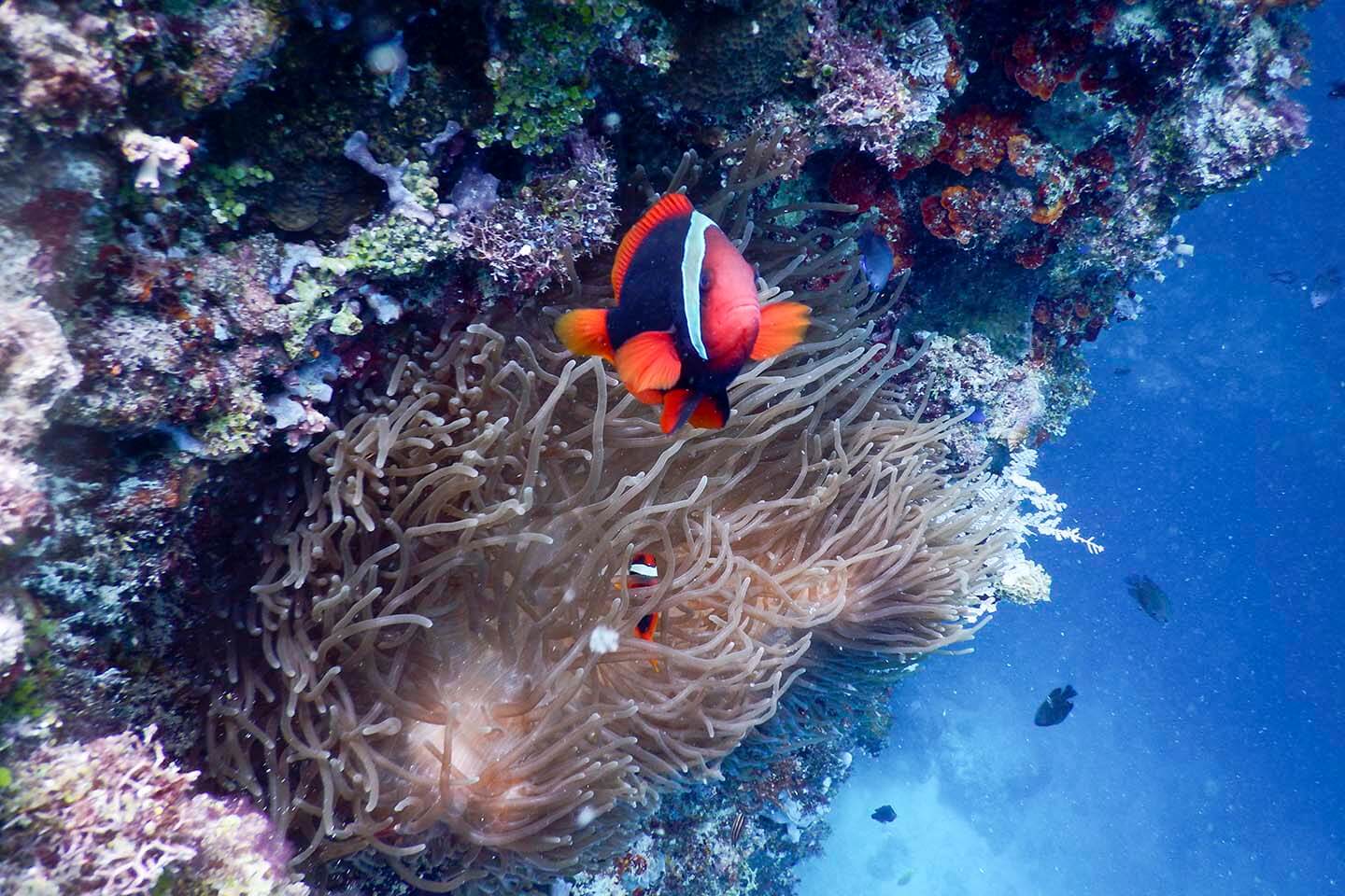 Tomato Anemone Fish (Amphiprion frenatus) in Panglao, Bohol