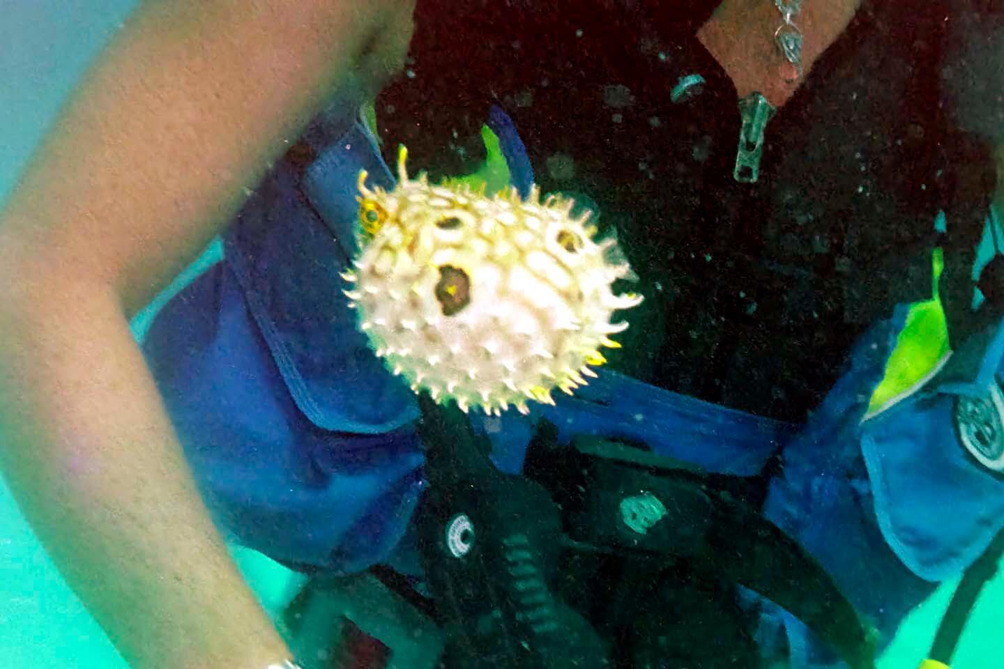 Bad diver behavior underwater is to harass a marine animal like making a pufferfish puff