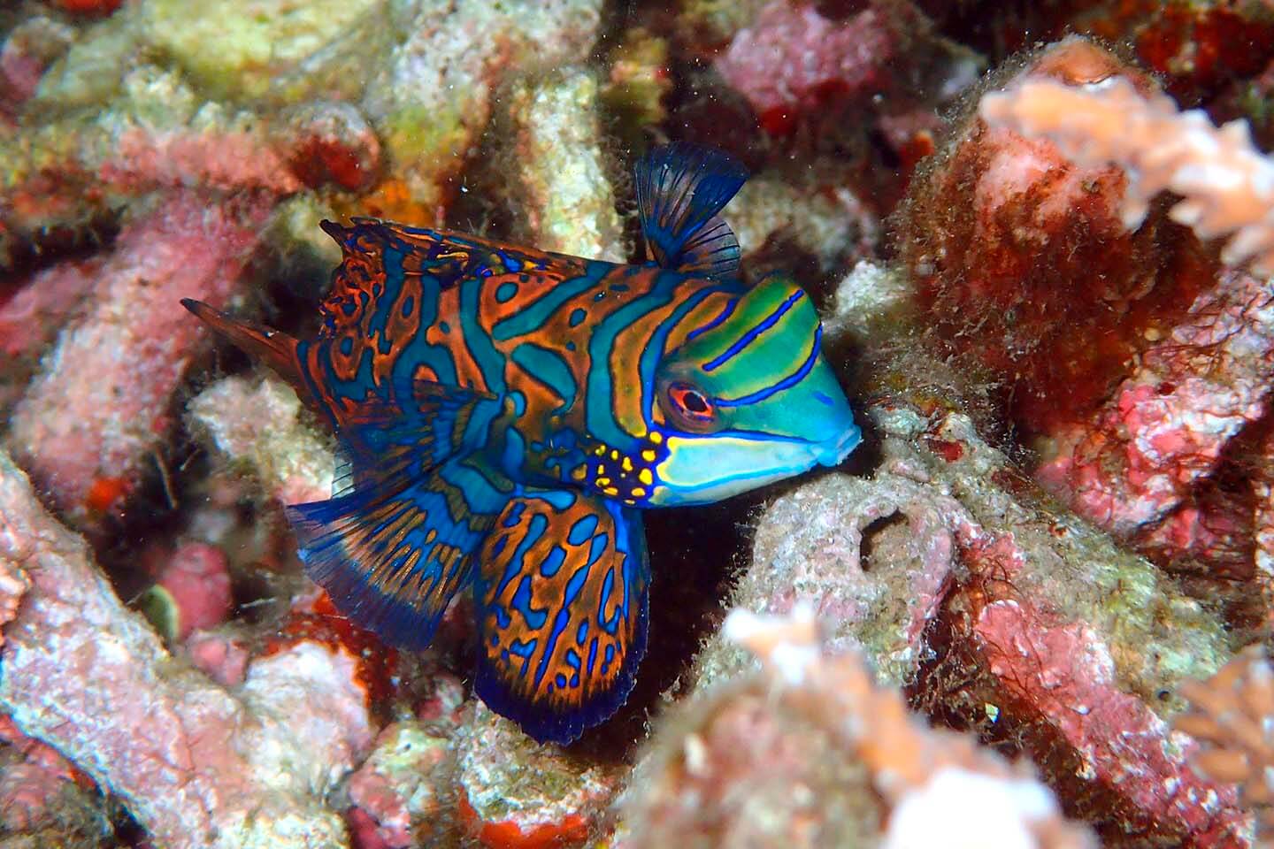 Mandarinfish or Synchiropus splendidus. 