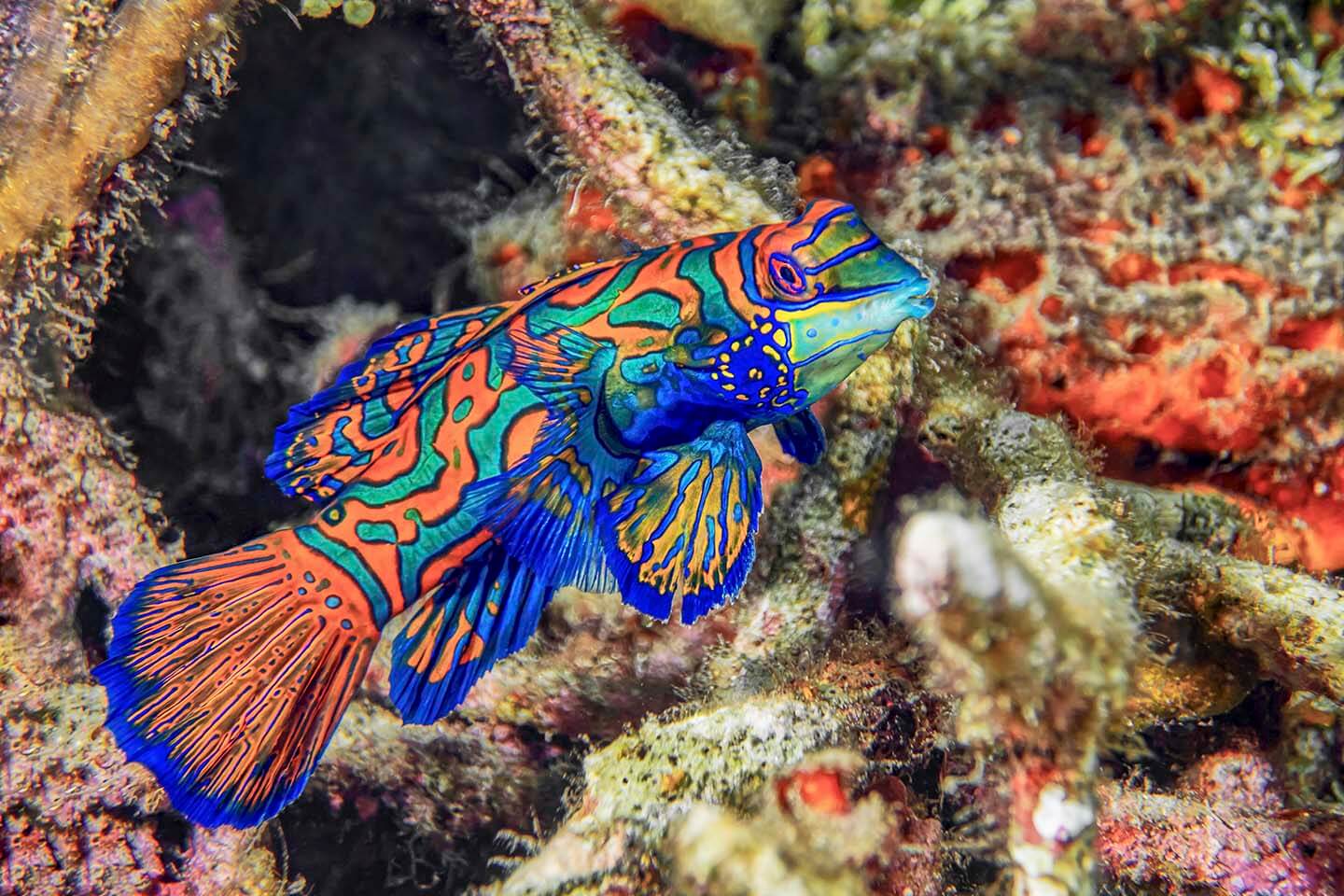 mandarin fish looking for mate