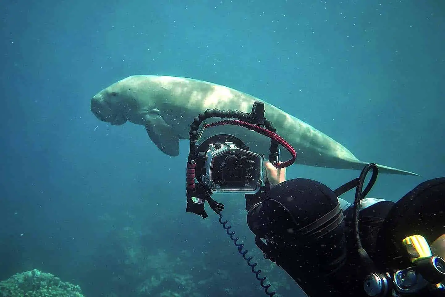 Scuba Diver taking photo of a manatee