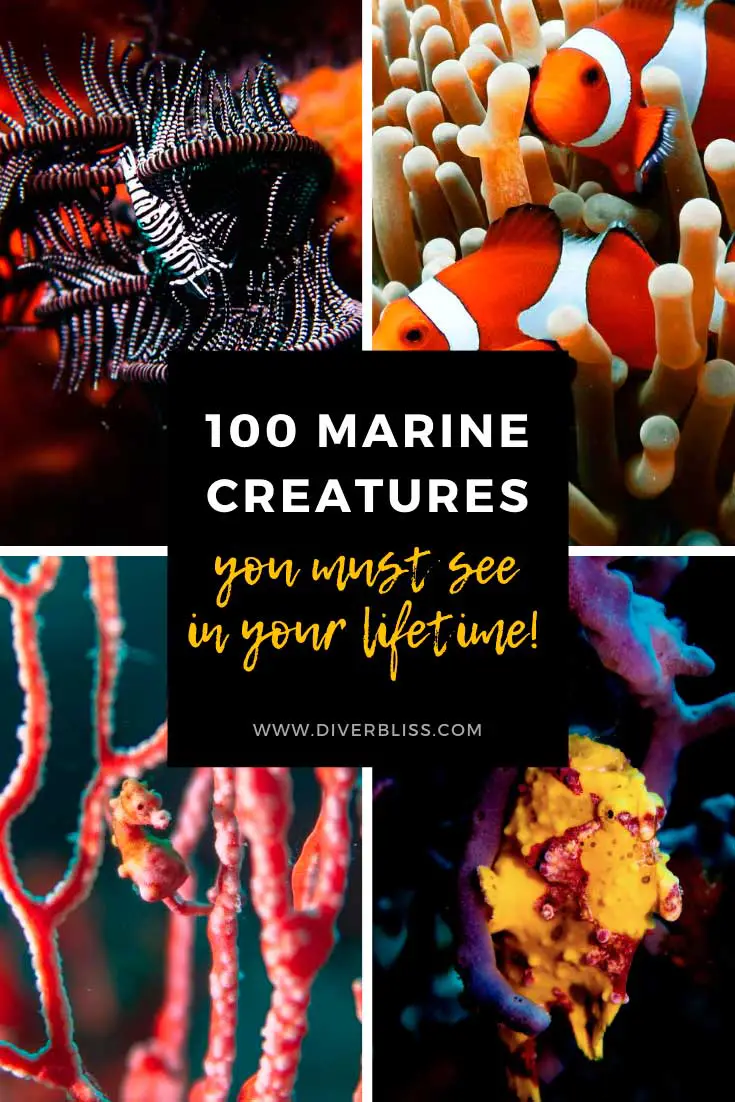 100 marine creatures you must see in your lifetime.