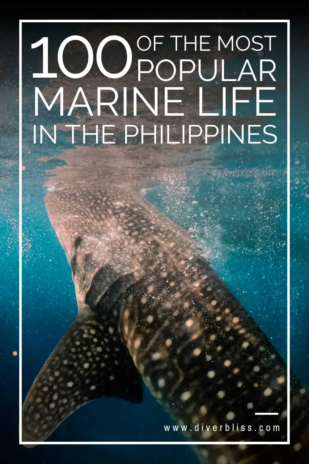 100 of the most popular marine life in the philippines