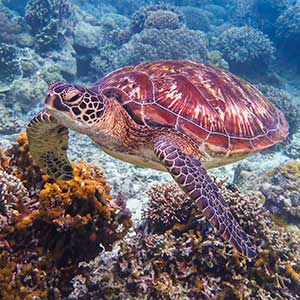 Philippines Green Sea Turtle (Chelonia mydas) in Apo Island, Philippines