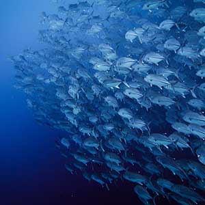 School of Jacks in Balicasag - Big Eye Trevally (Caranx Sexfasciatus)