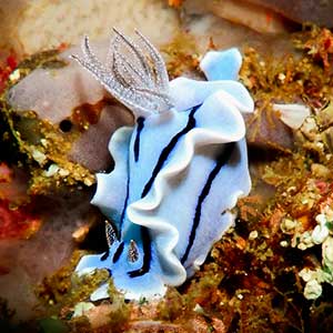 Blue Chromodoris (Chromodoris willani) Anilao, Batangas, Philippines