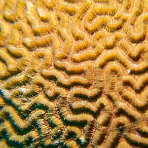 Brain Corals (Platygyra sp.)