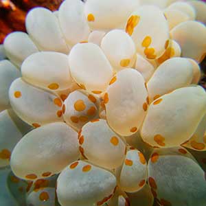 Bubble Corals (Plerogyra sinuosa) With Acoel flatworms (Waminoa sp.)