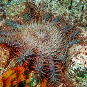 Crown of Thorns Starfish (Acanthaster planci) in Apo Reef