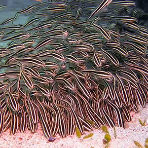 Dangerous Marine Life in the Philippines Striped Eel Catfish (Plotosus lineatus) in Romblon