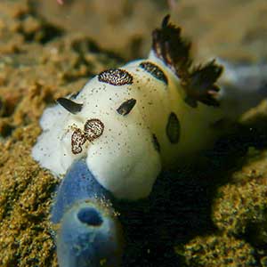 Dotted Nudibranch (Jorunna funebris)in Dauin, Negros Oriental, Philippines
