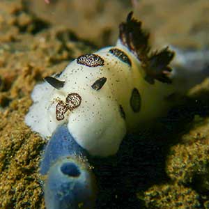 Dotted Nudibranch (Jorunna funebris)in Dauin, Negros Oriental, Philippines