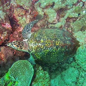 Hawksbill Sea Turtle (Eretmochelys imbricata) in Anilao