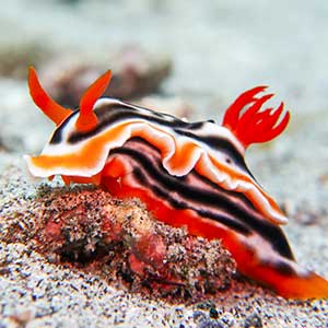 Magnificent Nudibranch (Chromodoris magnifica) Anilao, Batangas, Philippines