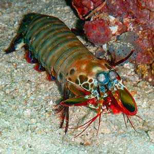 Peacock Mantis Shrimp (Odontodactylus scyllarus)