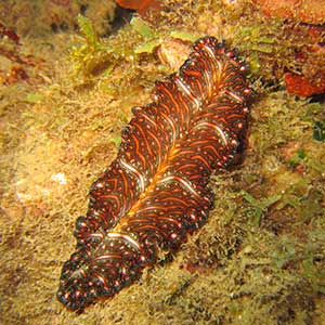 Persian Carpet Flatworm (Pseudobiceros bedfordi)in the Philippines