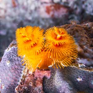 Christmas Tree Worm (Spirobranchus sp.) in Antique Philippines