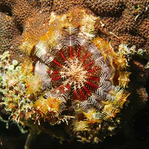 Saw-tooth Feather Stars (Oligometra serripinna)