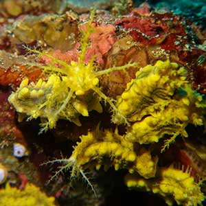 Marine Invertebrates in the Philippines Yellow Sea Cucumbers (Colochirus robustus) in Anilao, Batangas