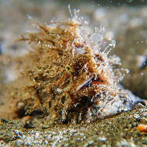 Sea Creatures in the Philippines Hairy Frogfish (Antennarius striatus) in Dauin