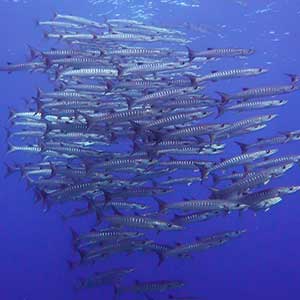 Blackfin Barracuda (Sphyraena qenie) in Apo Reef