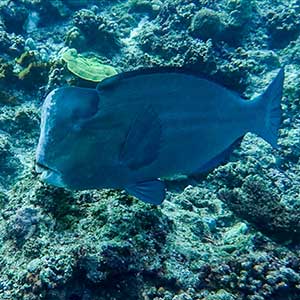 Sea Creatures in the Philippines- Bumphead Parrotfish (Bolbometopon muricatum) in Apo Reef