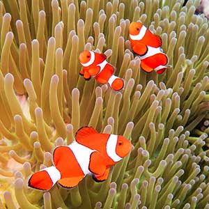 Sea Creatures in the Philippines- False Clown Anemonefish (Amphiprion ocellaris) in Bohol